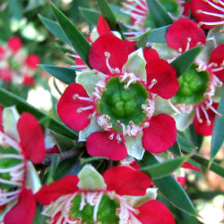 close up of leptospermum flowers